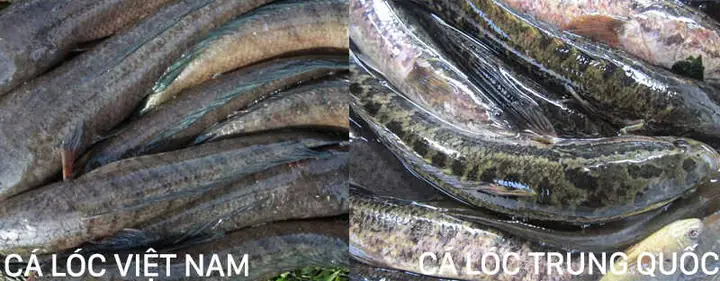 1phân Biệt Cá Lóc Qua Hình Dạng Của Cá