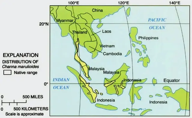 Tổng Quan Về Cá Lóc