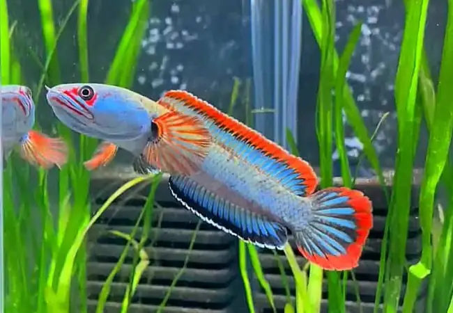 Cá Lóc Vây Xanh Viền Lửa