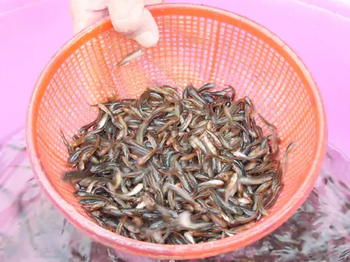 Cá Lòng Ròng Là Cá Gì? Đặc Điểm, Môi Trường Sống Và Ý Nghĩa Trong Đời Sống
