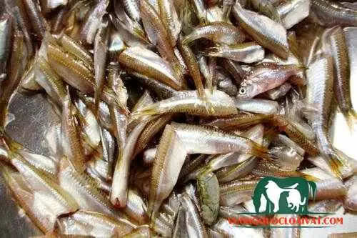 Đặc Điểm Cá Lòng Tong