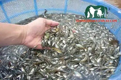 Cá Lòng Tong Sinh Sản