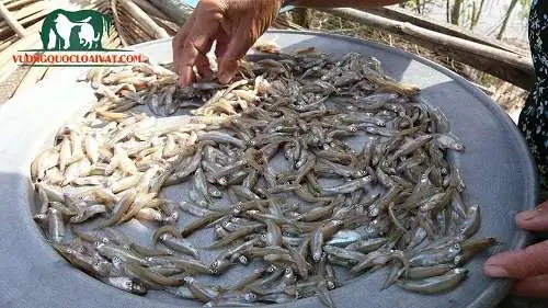 10. Cá Lòng Tong Giá Bao Nhiêu Tiền 1kg?