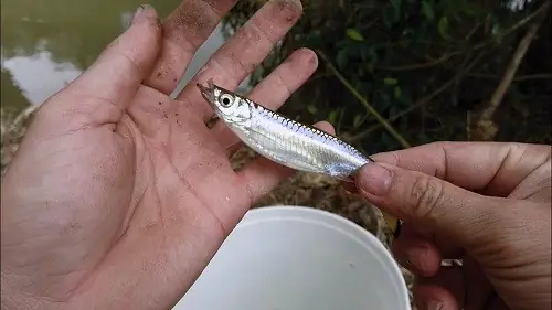 Cá Lòng Tong Mương