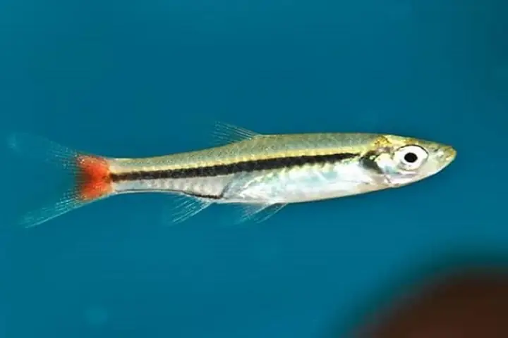 Đặc Điểm Cá Lòng Tong