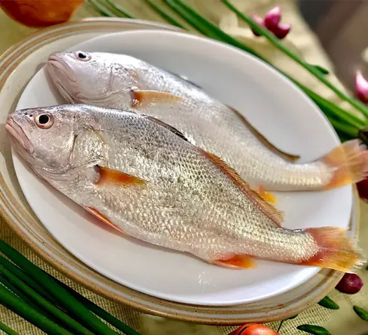 Cá Lù Đù In English: Tên Tiếng Anh Của Cá Lù Đù Là Gì?