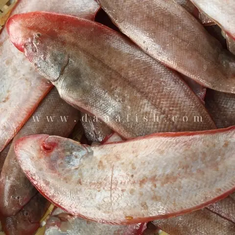 Cá Lưỡi Trâu Nước Ngọt: Đặc Điểm, Môi Trường Sống Và Giá Trị Thực Tiễn