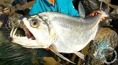Cá Ma Cà Rồng Payara
