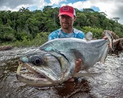 Vũ Khí Đáng Sợ Của Cá Ma Cà Rồng Payara
