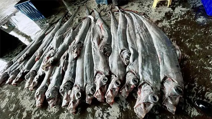 Ngư Dân Câu Được Cá Mái Chèo, Nhiều Người Lo Sợ Điềm Báo Xấu