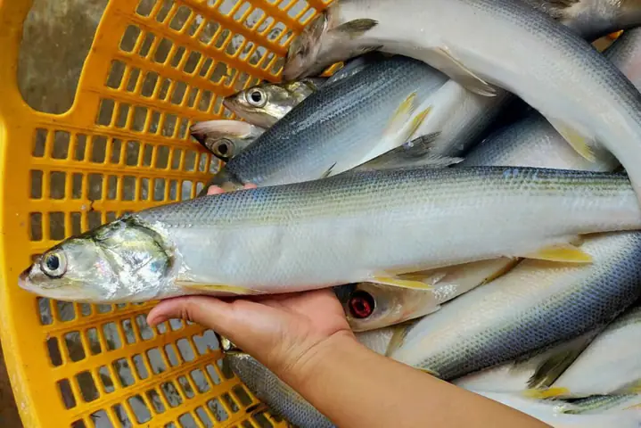 Đặc Điểm Sinh Học