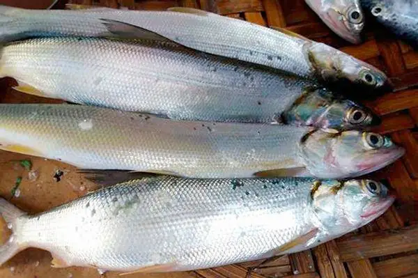 Cá Măng Nước Ngọt: Loài Cá Săn Mồi Khủng Long Dưới Nước