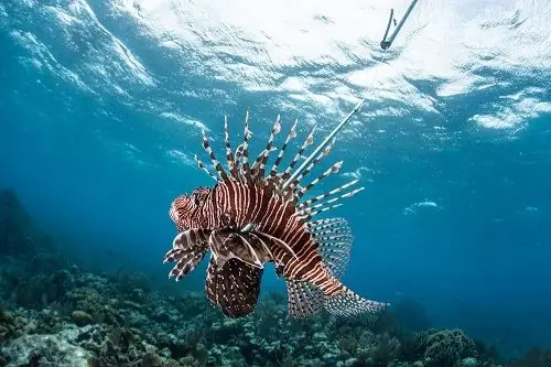 Mua, Bán Cá Sử Tử Ở Đâu? Giá Bao Nhiêu Tiền?