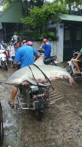 Môi Trường Sống Đa Dạng: Khả Năng Thích Nghi Vượt Trội