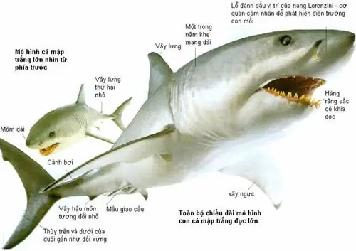 Cá Mập Có Bao Nhiêu Răng