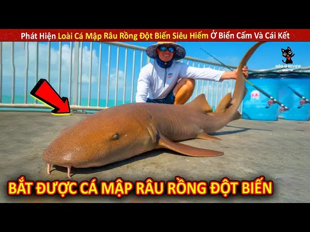 Cá Mập Đột Biến Hình Mặt Người: Hiện Tượng Đáng Suy Ngẫm Từ Đại Dương