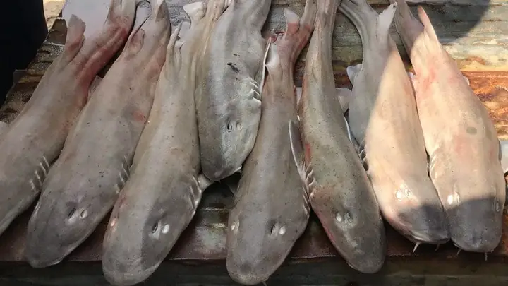 4cách Chọn Cá Nhám Đuôi Dài Tươi Ngon