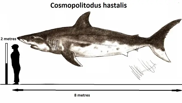 Cá Mập Megalodon: Loài Săn Mồi Khủng Long Nhất Đại Dương
