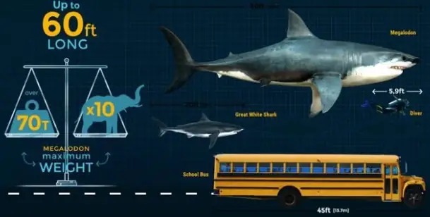 Cá Mập Khổng Lồ Đã Tuyệt Chủng Megalodon
