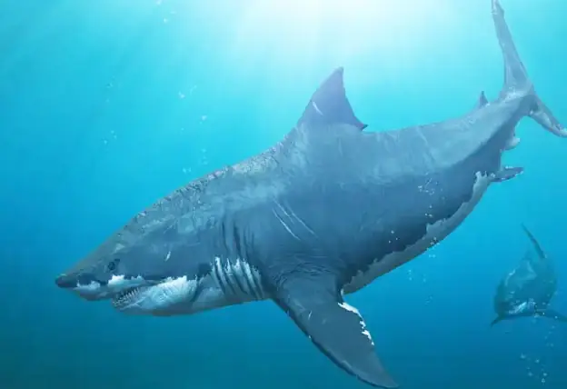 Cá Mập Khổng Lồ Đã Tuyệt Chủng Megalodon
