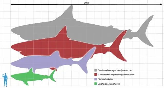 R/sharks - Một Sự Thật Thú Vị Về Cá Mập Carcharodon Megalodon / Otodus (carcharocles) Megalodon.