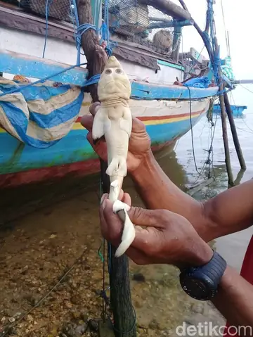 Cá Mập Mặt Người