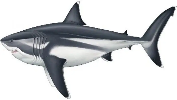 Cá Mập Megalodon Kích Thước