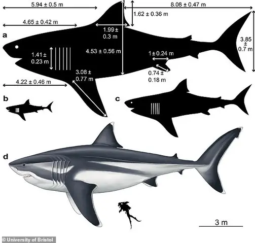 So Sánh Kích Thước: Megalodon Khổng Lồ Hơn Những Chiến Hạm Hiện Đại?