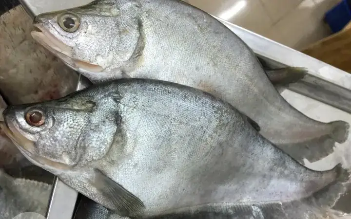 Lẩu Cá Thác Lác
