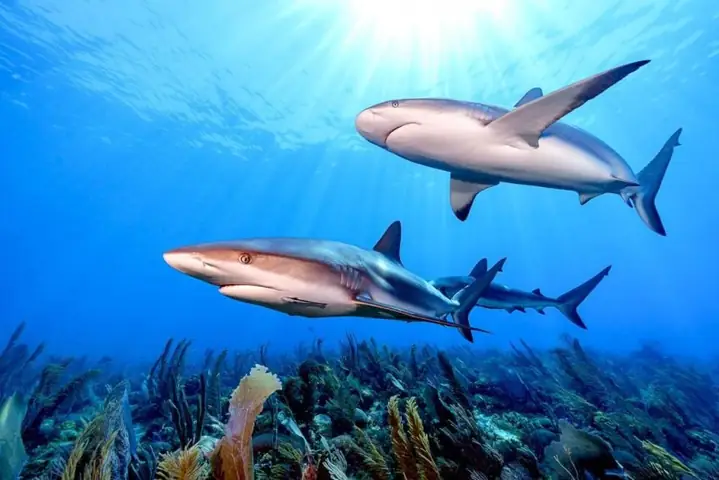 Cá Mập Trong Tiếng Anh Là Gì? Khám Phá Thế Giới "shark" Đa Dạng