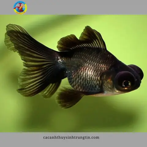 Đặc Điểm Của Cá Ba Đuôi Mắt Lồi Đen
