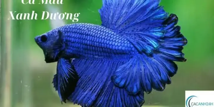 Cá Màu Xanh Dương: Loài Cá Gì, Sống Ở Đâu, Ăn Gì Và Cách Nuôi