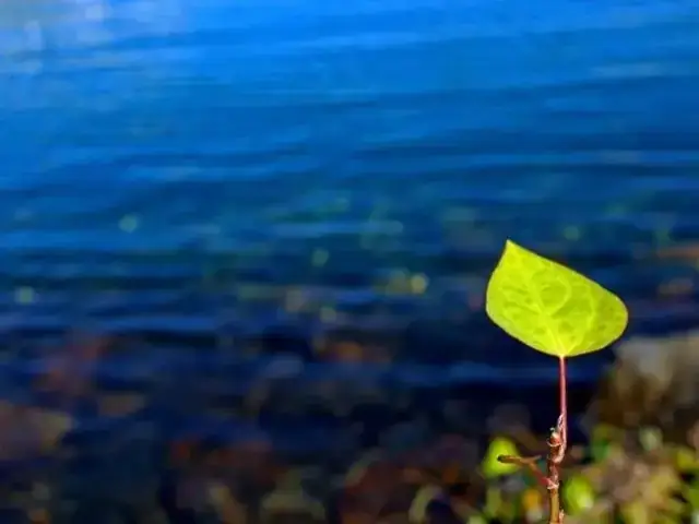 Giải Đáp Chi Tiết: Cá Mè Một Lứa Là Gì?