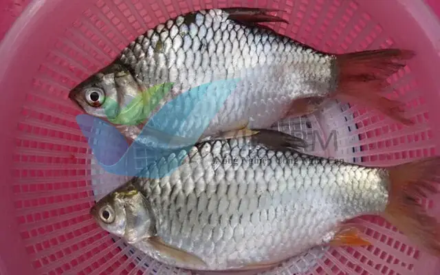 Cá Mè Vinh Giống