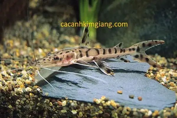 Đặc Điểm Sinh Học Độc Đáo Của Cá Mỏ Vịt Da Báo