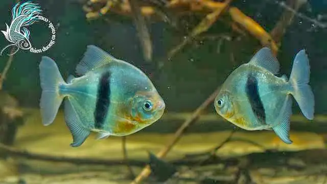 Cá Móc Câu Hoàng Đế