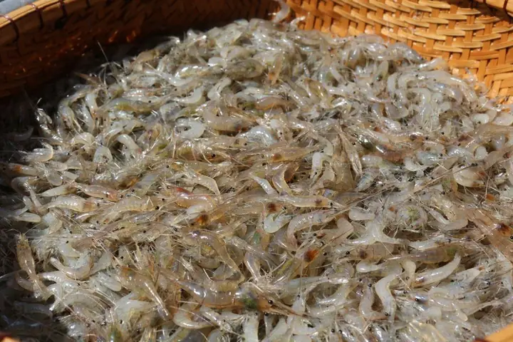 Tép Sống
