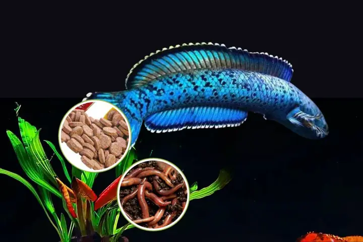 Thức Ăn Viên Giàu Đạm