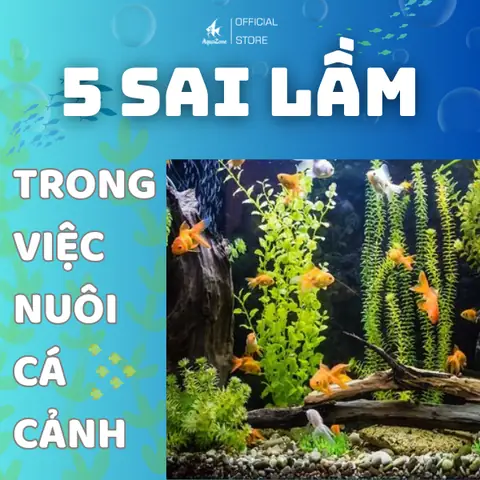 Sai Lầm Trong Nuôi Cá Cảnh Người Mới Hay Mắc Phải
