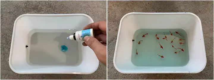 Cá Mới Mua Về Nên Làm Gì Để Cá Khỏe Mạnh Và Thích Nghi Nhanh