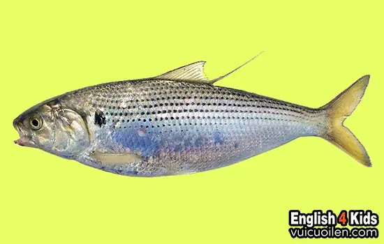 Xem Thêm Một Số Con Vật Khác Trong Tiếng Anh