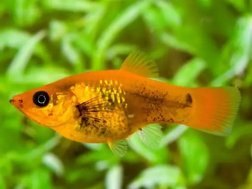 Cá Molly Đực Và Cái