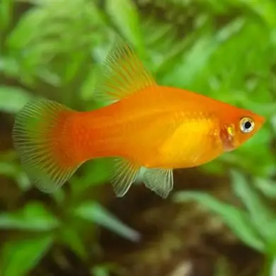 Cá Molly Đực Và Cái