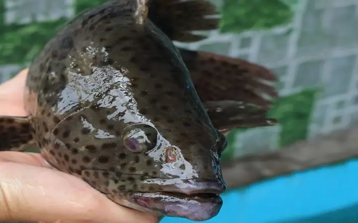 Cá Mú Đen