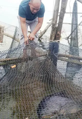 Đam Mê Với Cá Mú Khổng Lồ