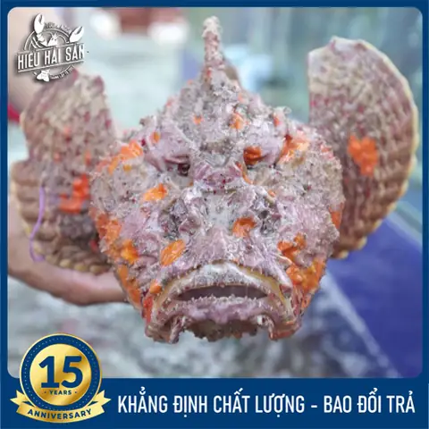 Cá Mú Mặt Quỷ Là Gì? Đặc Điểm, Môi Trường Sống Và Giá Trị Dinh Dưỡng