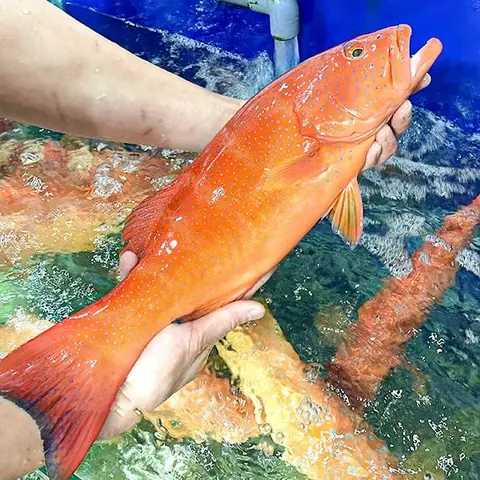 Cá Mú Sao Đỏ - Đặc Sản Hải Sản Cao Cấp Từ Đại Dương