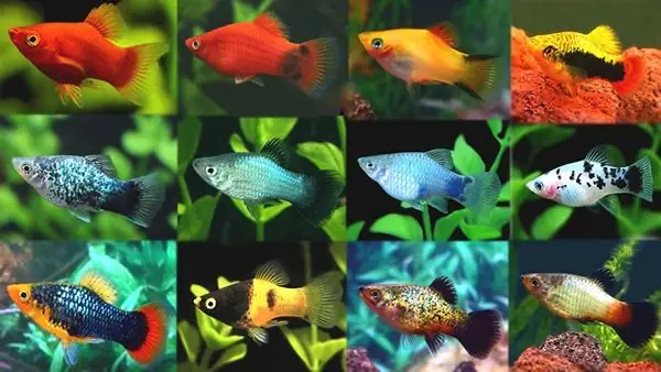 Đặc Điểm Sinh Học Của Cá Mún Đỏ