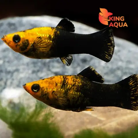 Cá Mún Vàng Đen: Đặc Điểm, Cách Nuôi Và Những Điều Cần Biết