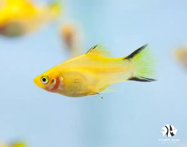 Cá Mún Vàng Đen: Đặc Điểm, Cách Nuôi Và Những Điều Cần Biết